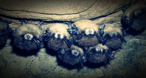 Clan in hibernation